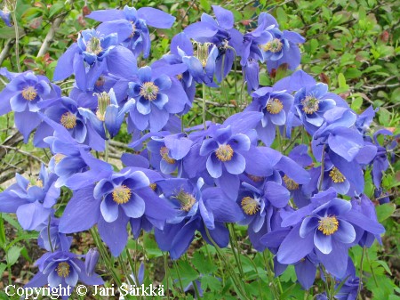 Kotkanakileija, Aquilegia glandulosa